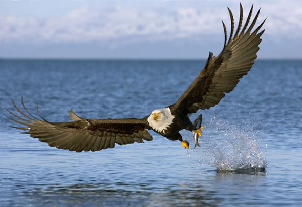 Bald Eagle & Fish